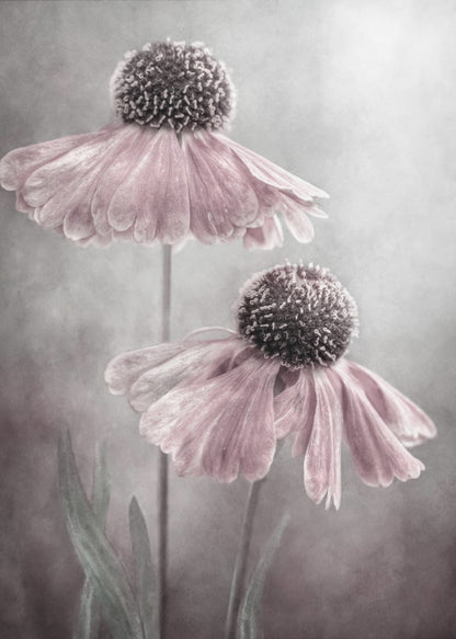 A soft-focus, artistic photograph of two delicate pink flowers with dark, textured centers and drooping petals against a muted, mottled grey background. Print