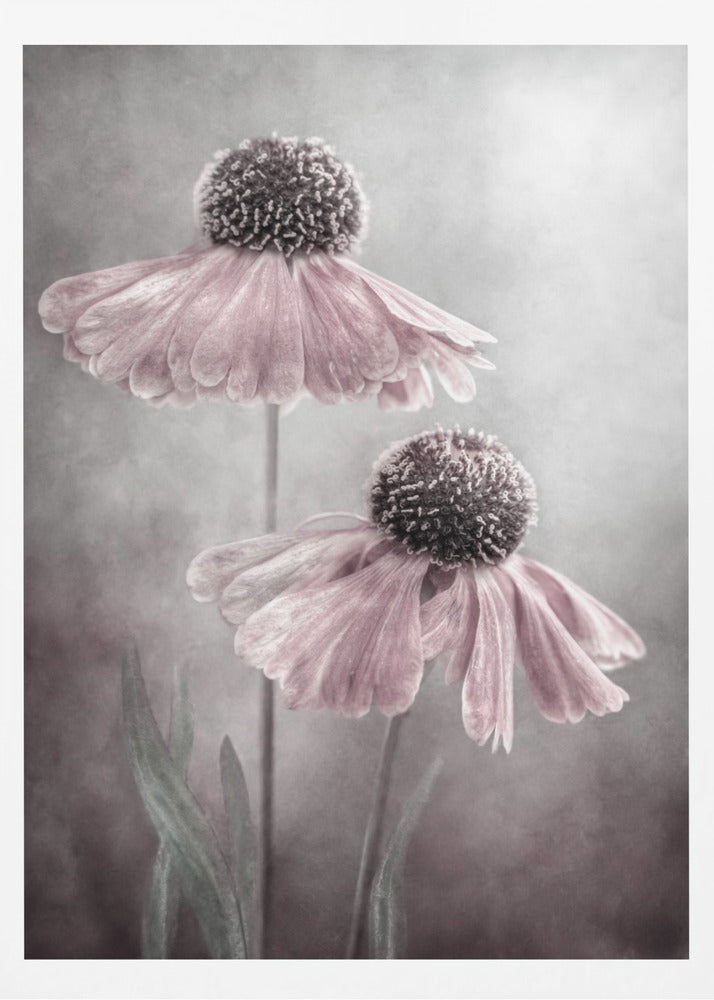 A soft-focus, artistic photograph of two delicate pink flowers with dark, textured centers and drooping petals against a muted, mottled grey background. Print