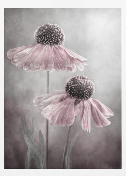 A soft-focus, artistic photograph of two delicate pink flowers with dark, textured centers and drooping petals against a muted, mottled grey background. Print