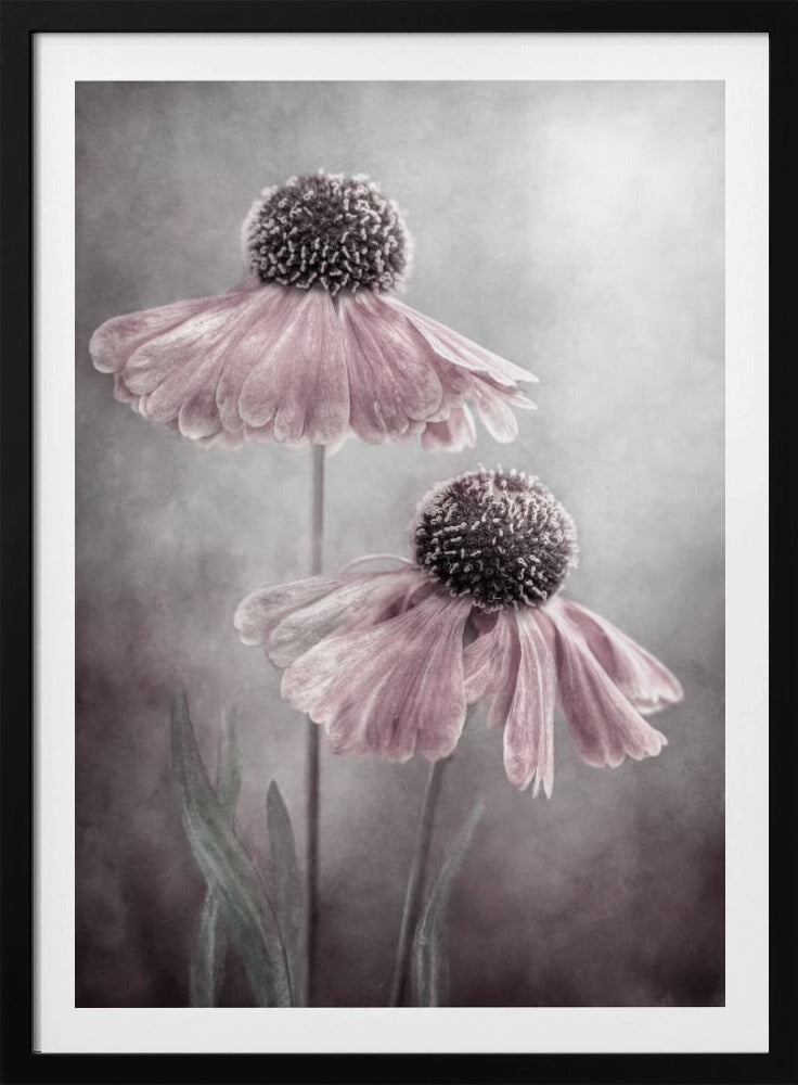 A soft-focus, artistic photograph of two delicate pink flowers with dark, textured centers and drooping petals against a muted, mottled grey background. Print