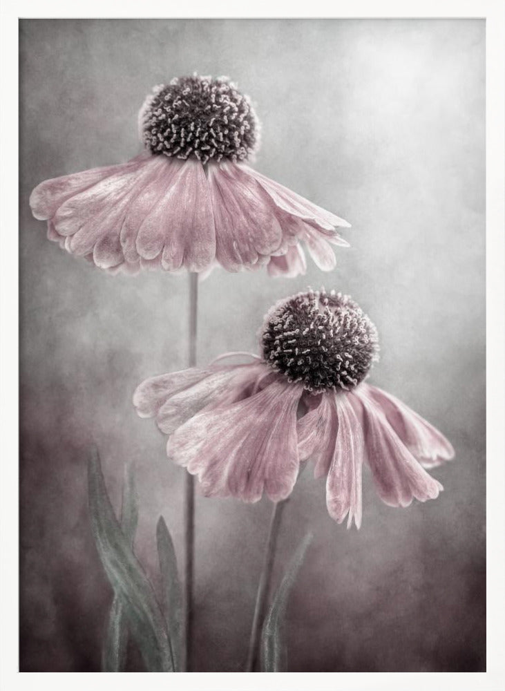 A soft-focus, artistic photograph of two delicate pink flowers with dark, textured centers and drooping petals against a muted, mottled grey background. Print