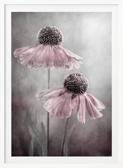 A soft-focus, artistic photograph of two delicate pink flowers with dark, textured centers and drooping petals against a muted, mottled grey background. Print