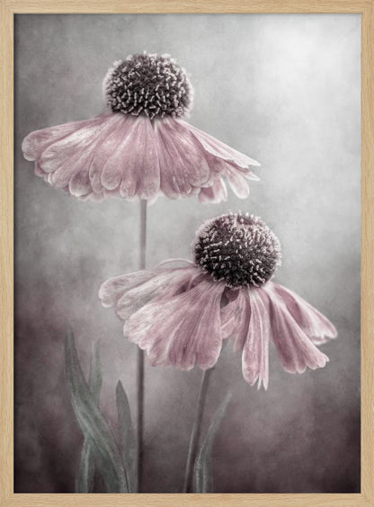 A soft-focus, artistic photograph of two delicate pink flowers with dark, textured centers and drooping petals against a muted, mottled grey background. Print