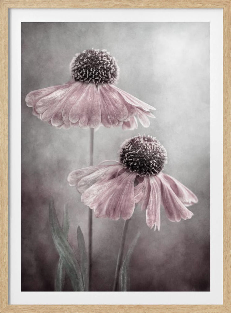 A soft-focus, artistic photograph of two delicate pink flowers with dark, textured centers and drooping petals against a muted, mottled grey background. Print