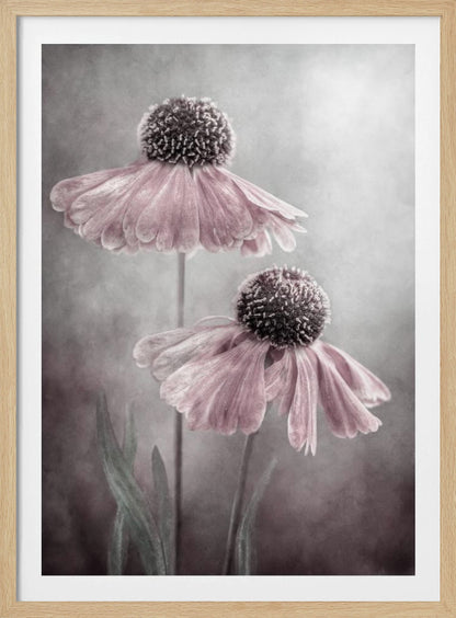 A soft-focus, artistic photograph of two delicate pink flowers with dark, textured centers and drooping petals against a muted, mottled grey background. Print