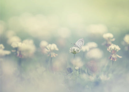 A delicate white butterfly with black spots rests on a white clover flower in a dreamy, soft-focus photograph. The background is a blur of a green and cream-colored meadow, creating a peaceful and ethereal atmosphere. Print