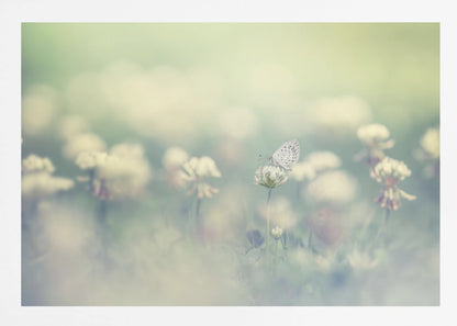 A delicate white butterfly with black spots rests on a white clover flower in a dreamy, soft-focus photograph. The background is a blur of a green and cream-colored meadow, creating a peaceful and ethereal atmosphere. Print