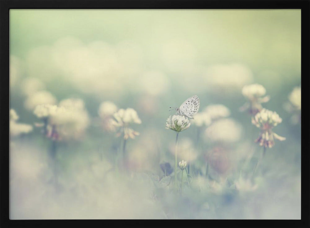 A delicate white butterfly with black spots rests on a white clover flower in a dreamy, soft-focus photograph. The background is a blur of a green and cream-colored meadow, creating a peaceful and ethereal atmosphere. Print
