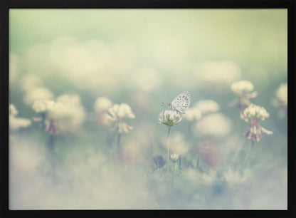 A delicate white butterfly with black spots rests on a white clover flower in a dreamy, soft-focus photograph. The background is a blur of a green and cream-colored meadow, creating a peaceful and ethereal atmosphere. Print