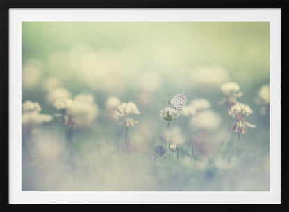 A delicate white butterfly with black spots rests on a white clover flower in a dreamy, soft-focus photograph. The background is a blur of a green and cream-colored meadow, creating a peaceful and ethereal atmosphere. Print