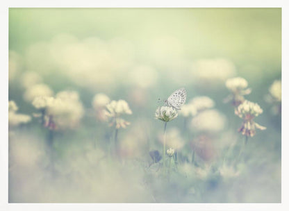 A delicate white butterfly with black spots rests on a white clover flower in a dreamy, soft-focus photograph. The background is a blur of a green and cream-colored meadow, creating a peaceful and ethereal atmosphere. Print