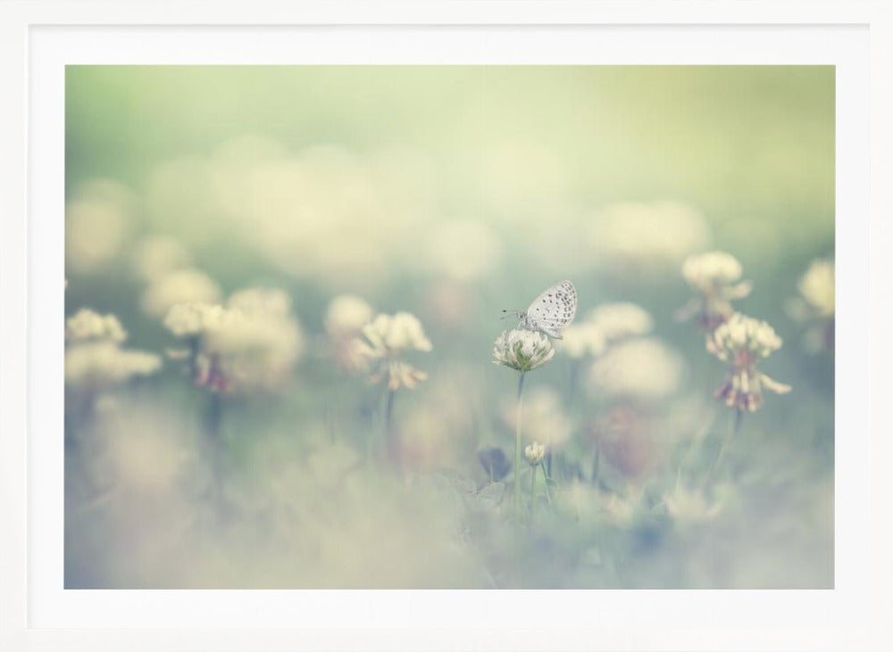 A delicate white butterfly with black spots rests on a white clover flower in a dreamy, soft-focus photograph. The background is a blur of a green and cream-colored meadow, creating a peaceful and ethereal atmosphere. Print