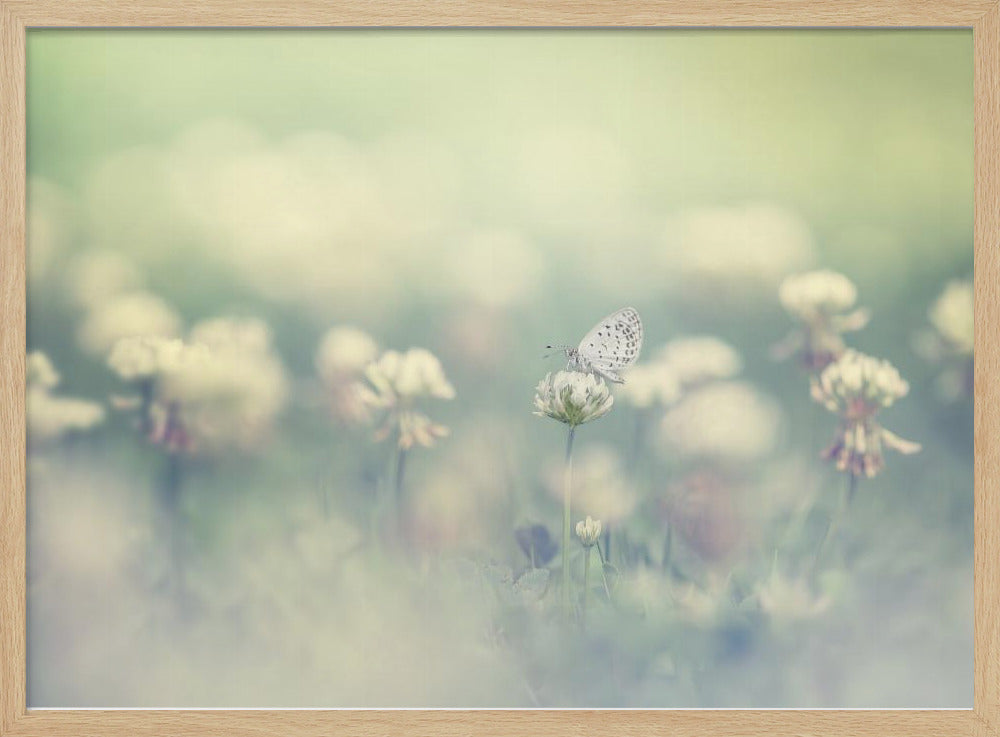 A delicate white butterfly with black spots rests on a white clover flower in a dreamy, soft-focus photograph. The background is a blur of a green and cream-colored meadow, creating a peaceful and ethereal atmosphere. Print