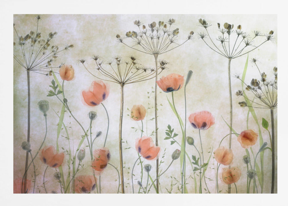 A delicate botanical artwork in a silver frame, featuring translucent orange poppies and the skeletal forms of dried Queen Anne's lace against a soft, textured cream background, creating a dreamy, ethereal meadow scene. Decor