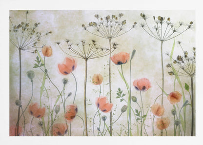 A delicate botanical artwork in a silver frame, featuring translucent orange poppies and the skeletal forms of dried Queen Anne's lace against a soft, textured cream background, creating a dreamy, ethereal meadow scene. Decor