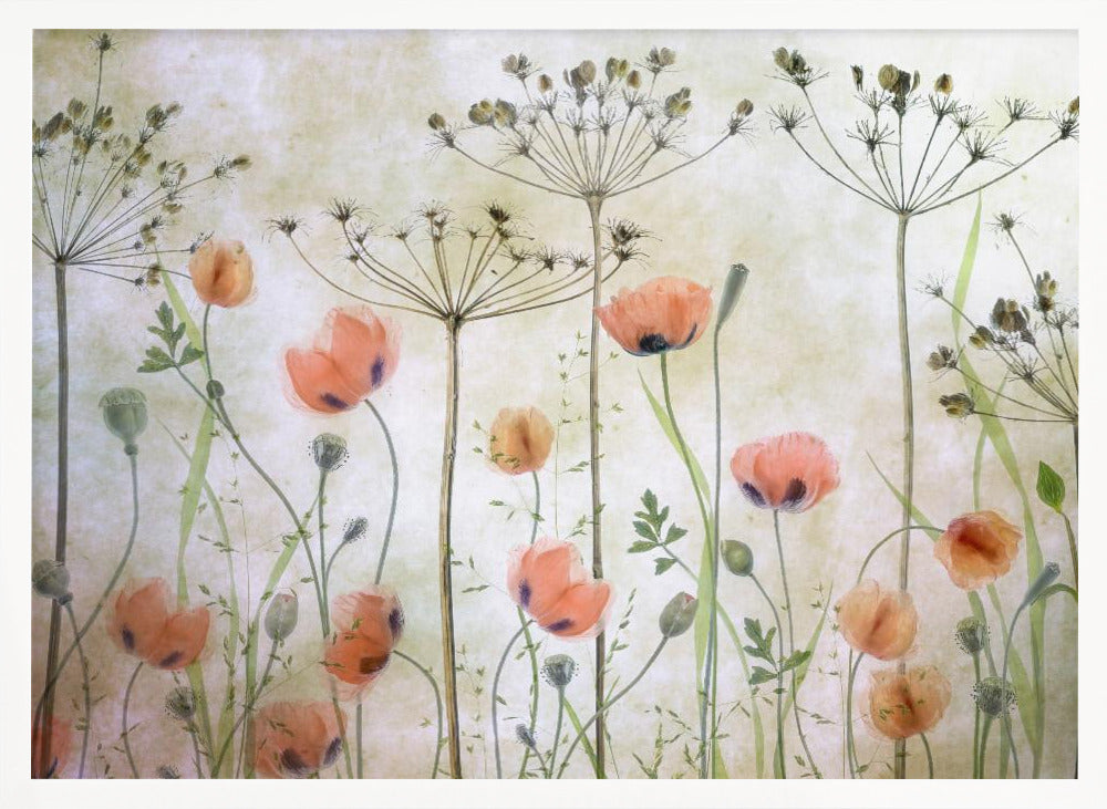 A delicate botanical artwork in a silver frame, featuring translucent orange poppies and the skeletal forms of dried Queen Anne's lace against a soft, textured cream background, creating a dreamy, ethereal meadow scene. Decor