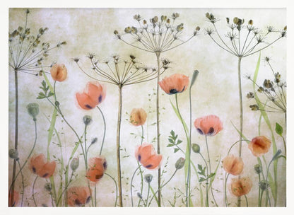 A delicate botanical artwork in a silver frame, featuring translucent orange poppies and the skeletal forms of dried Queen Anne's lace against a soft, textured cream background, creating a dreamy, ethereal meadow scene. Decor