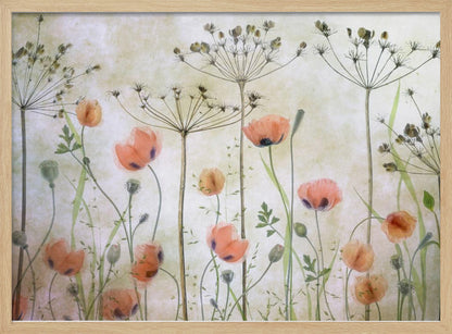 A delicate botanical artwork in a silver frame, featuring translucent orange poppies and the skeletal forms of dried Queen Anne's lace against a soft, textured cream background, creating a dreamy, ethereal meadow scene. Decor