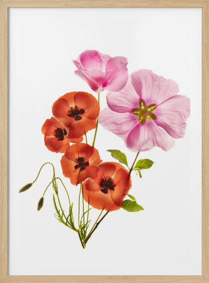 A minimalist art print of a bouquet with vibrant orange poppies and large pink flowers against a clean white background, enclosed in a thin black frame. The flower petals appear delicate and translucent, revealing their inner structures under a soft light. Decor