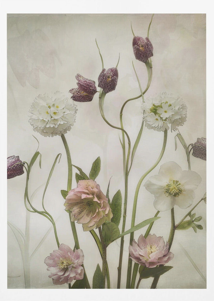 A vintage-style botanical illustration of various flowers against a textured, off-white background. The composition includes purple checkered fritillaries on long, winding stems, fluffy white drumstick primulas, and delicate pink and white hellebores. Poster
