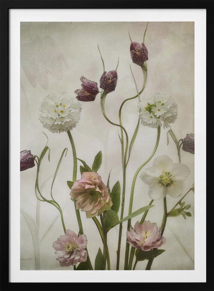 A vintage-style botanical illustration of various flowers against a textured, off-white background. The composition includes purple checkered fritillaries on long, winding stems, fluffy white drumstick primulas, and delicate pink and white hellebores. Poster