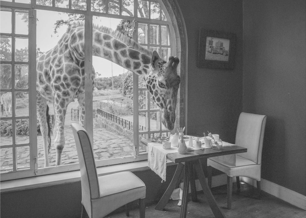 A humorous black and white photograph of a large giraffe poking its head through an open, arched window into a room to look at a small table set for breakfast for two. Decor