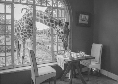 A humorous black and white photograph of a large giraffe poking its head through an open, arched window into a room to look at a small table set for breakfast for two. Decor