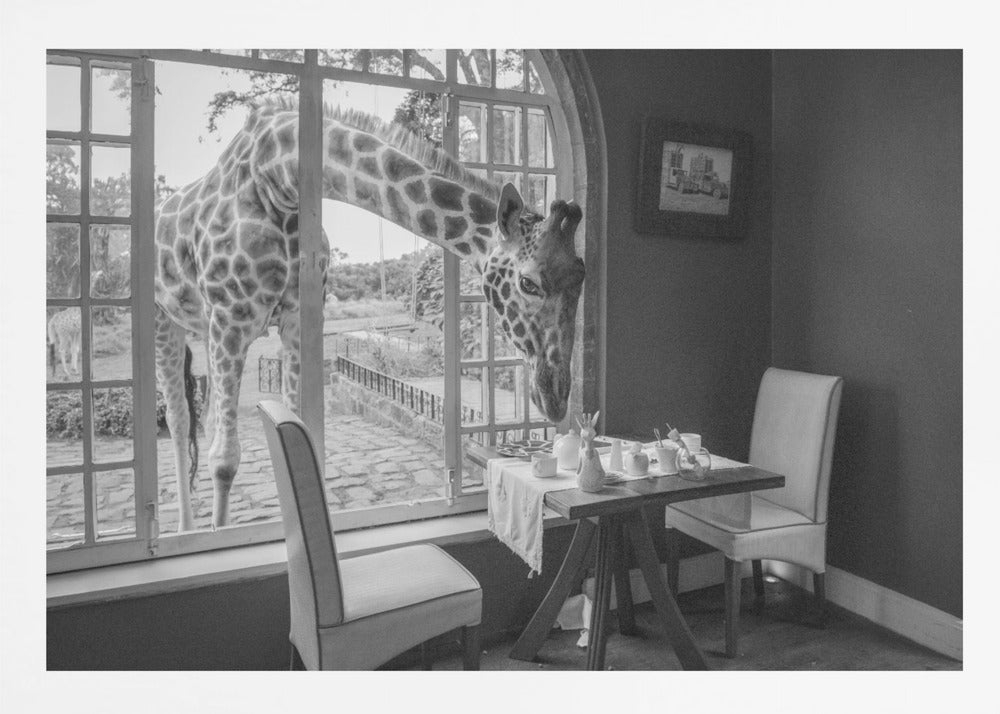 A humorous black and white photograph of a large giraffe poking its head through an open, arched window into a room to look at a small table set for breakfast for two. Decor