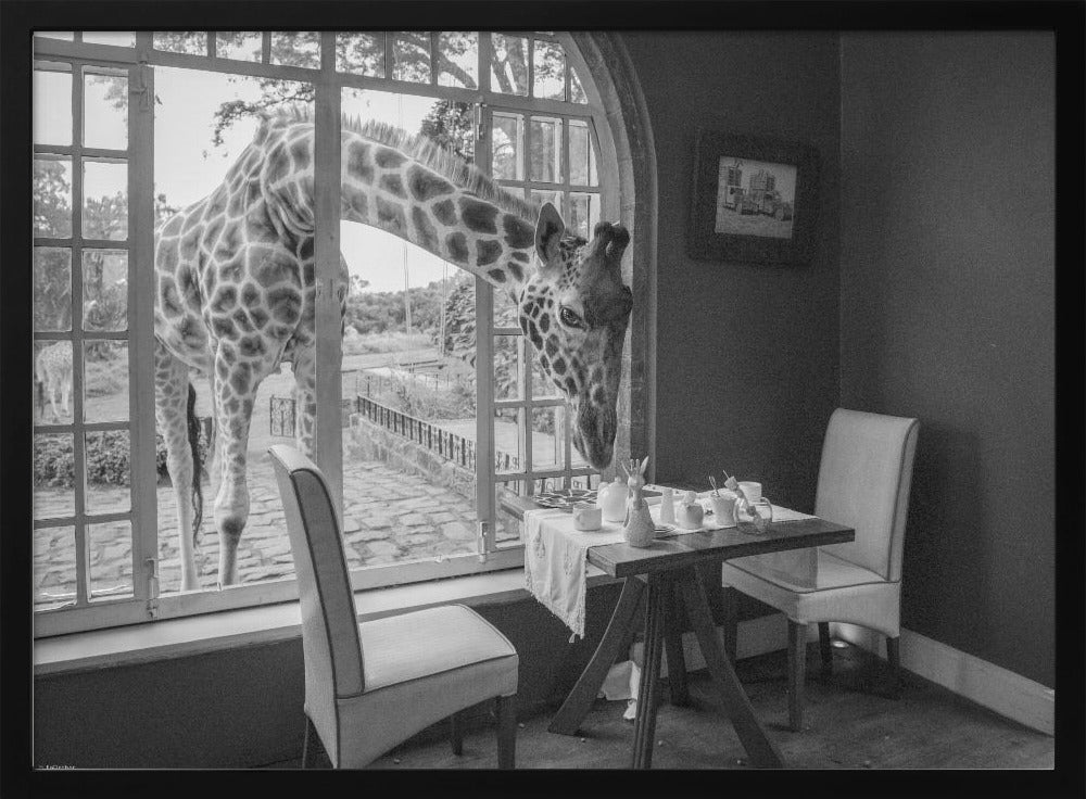 A humorous black and white photograph of a large giraffe poking its head through an open, arched window into a room to look at a small table set for breakfast for two. Decor