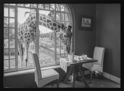 A humorous black and white photograph of a large giraffe poking its head through an open, arched window into a room to look at a small table set for breakfast for two. Decor