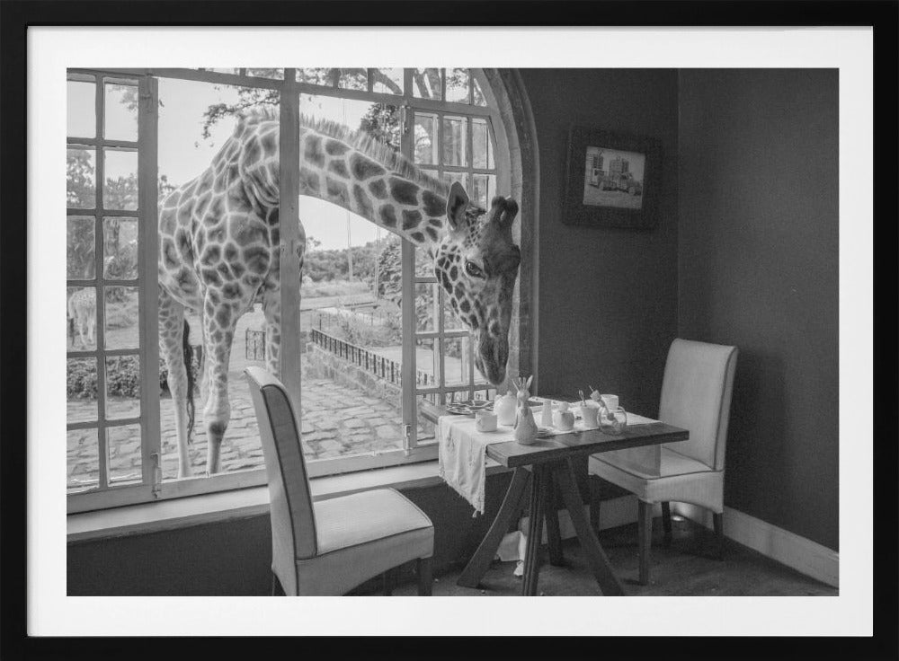 A humorous black and white photograph of a large giraffe poking its head through an open, arched window into a room to look at a small table set for breakfast for two. Decor
