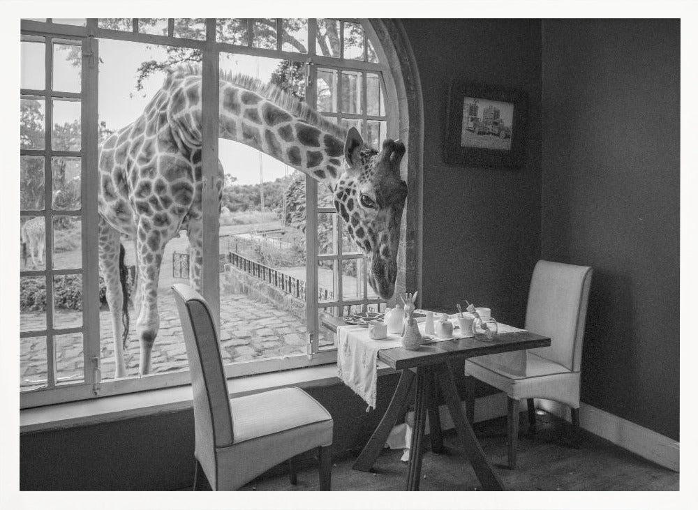 A humorous black and white photograph of a large giraffe poking its head through an open, arched window into a room to look at a small table set for breakfast for two. Decor