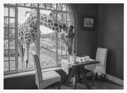 A humorous black and white photograph of a large giraffe poking its head through an open, arched window into a room to look at a small table set for breakfast for two. Decor