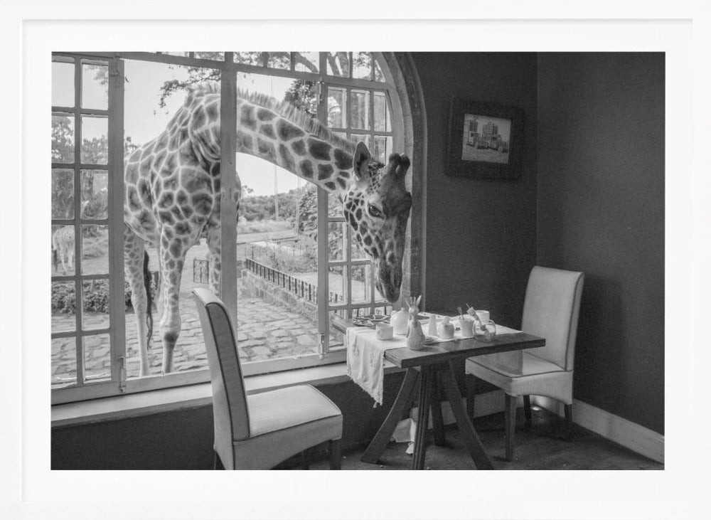 A humorous black and white photograph of a large giraffe poking its head through an open, arched window into a room to look at a small table set for breakfast for two. Decor