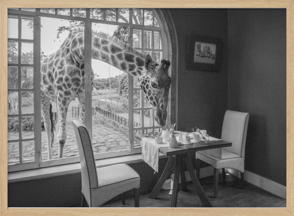 A humorous black and white photograph of a large giraffe poking its head through an open, arched window into a room to look at a small table set for breakfast for two. Decor