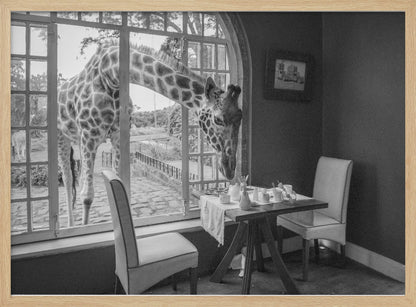A humorous black and white photograph of a large giraffe poking its head through an open, arched window into a room to look at a small table set for breakfast for two. Decor