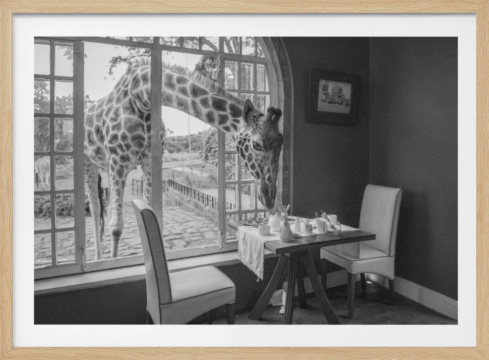 A humorous black and white photograph of a large giraffe poking its head through an open, arched window into a room to look at a small table set for breakfast for two. Decor
