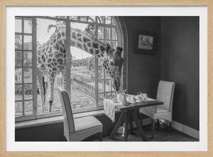 A humorous black and white photograph of a large giraffe poking its head through an open, arched window into a room to look at a small table set for breakfast for two. Decor