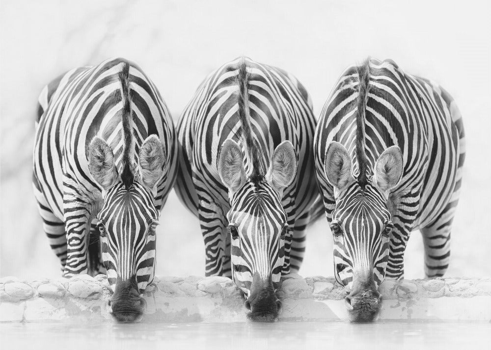 A striking black and white photograph of three zebras standing side by side, their heads lowered in unison to drink from a watering hole. The symmetrical composition highlights the mesmerizing patterns of their stripes against a bright, white background. The image is presented within a silver frame. Print