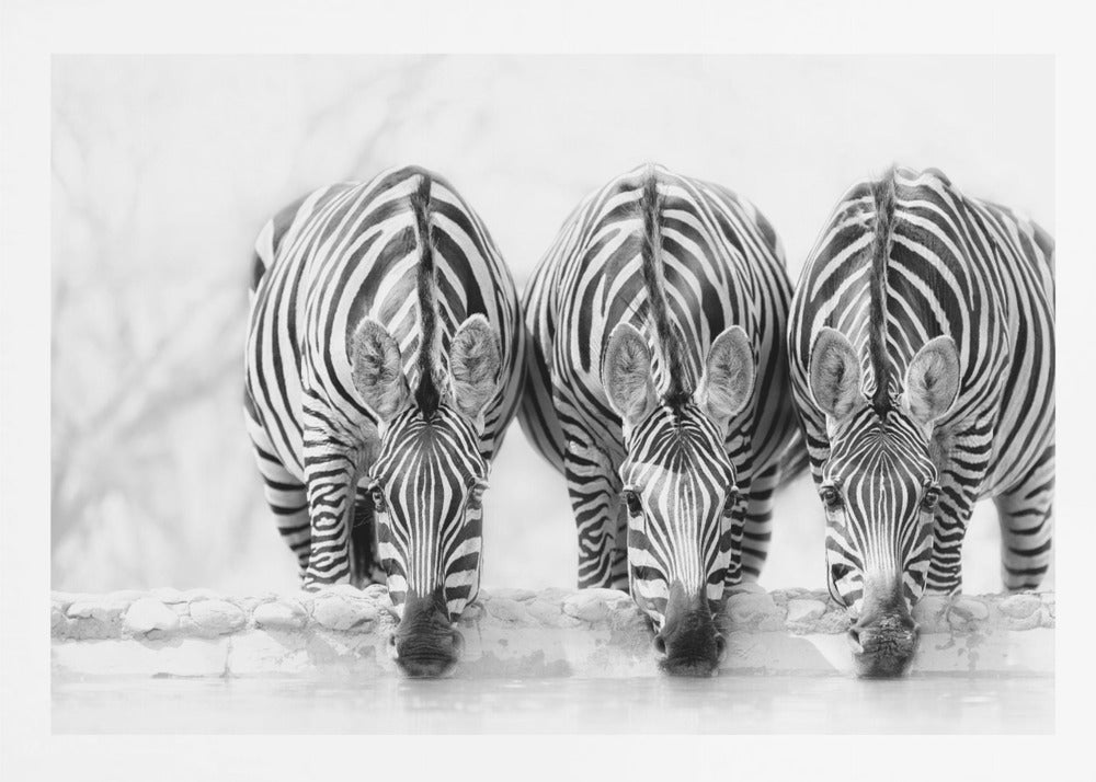 A striking black and white photograph of three zebras standing side by side, their heads lowered in unison to drink from a watering hole. The symmetrical composition highlights the mesmerizing patterns of their stripes against a bright, white background. The image is presented within a silver frame. Print