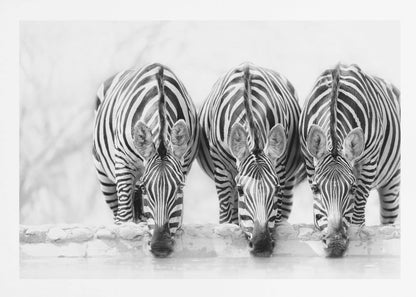 A striking black and white photograph of three zebras standing side by side, their heads lowered in unison to drink from a watering hole. The symmetrical composition highlights the mesmerizing patterns of their stripes against a bright, white background. The image is presented within a silver frame. Print