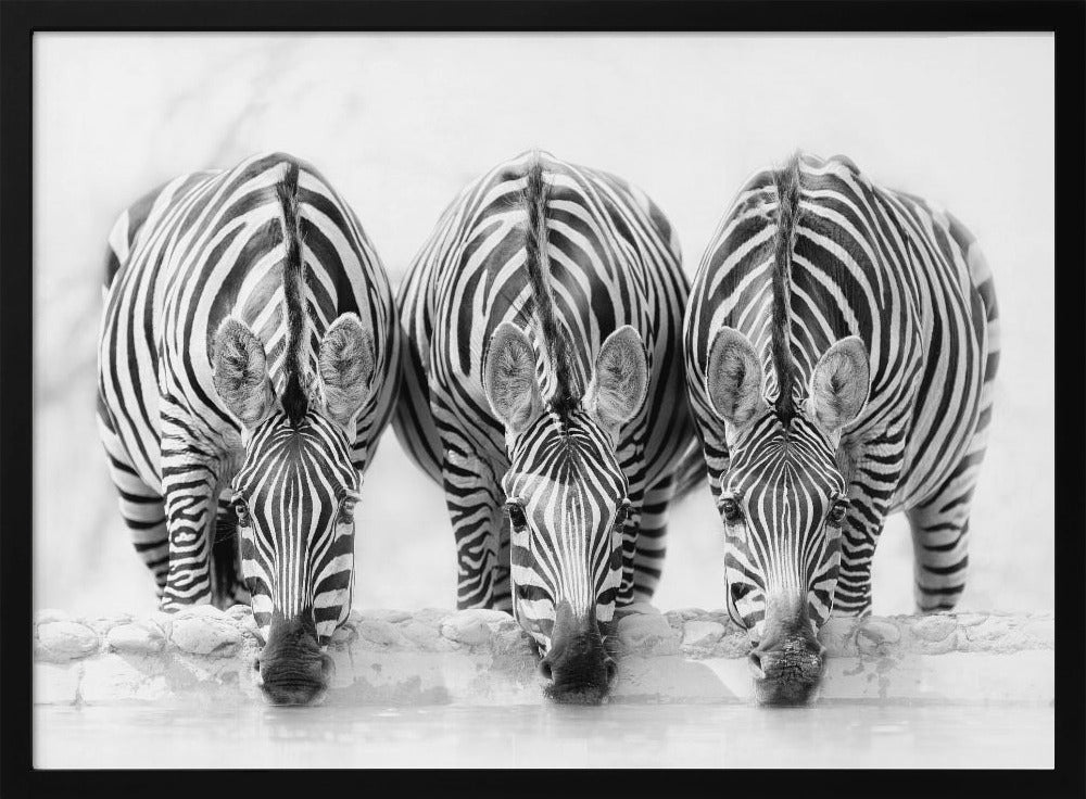 A striking black and white photograph of three zebras standing side by side, their heads lowered in unison to drink from a watering hole. The symmetrical composition highlights the mesmerizing patterns of their stripes against a bright, white background. The image is presented within a silver frame. Print