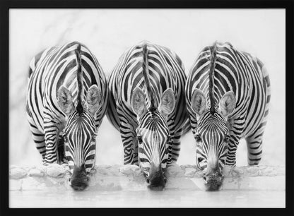 A striking black and white photograph of three zebras standing side by side, their heads lowered in unison to drink from a watering hole. The symmetrical composition highlights the mesmerizing patterns of their stripes against a bright, white background. The image is presented within a silver frame. Print