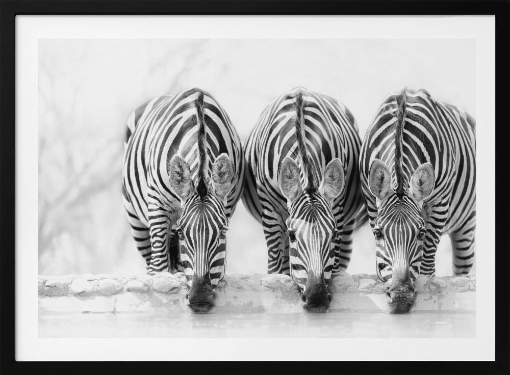 A striking black and white photograph of three zebras standing side by side, their heads lowered in unison to drink from a watering hole. The symmetrical composition highlights the mesmerizing patterns of their stripes against a bright, white background. The image is presented within a silver frame. Print