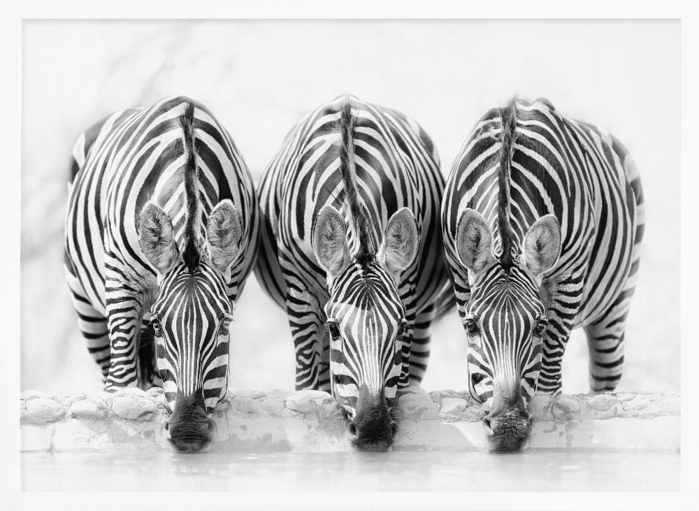 A striking black and white photograph of three zebras standing side by side, their heads lowered in unison to drink from a watering hole. The symmetrical composition highlights the mesmerizing patterns of their stripes against a bright, white background. The image is presented within a silver frame. Print