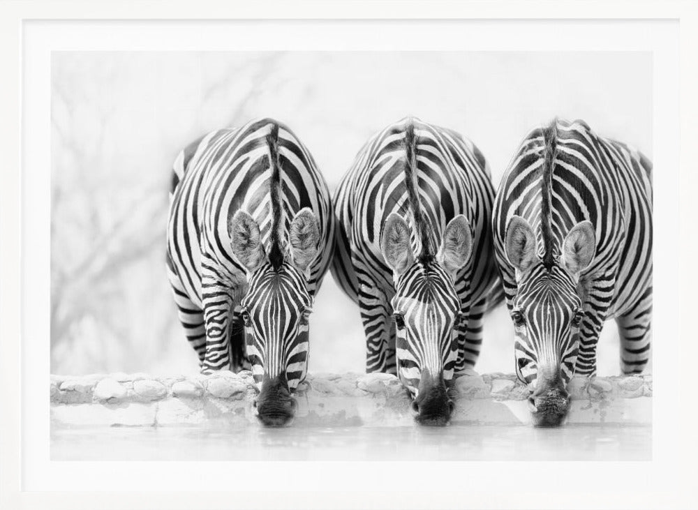 A striking black and white photograph of three zebras standing side by side, their heads lowered in unison to drink from a watering hole. The symmetrical composition highlights the mesmerizing patterns of their stripes against a bright, white background. The image is presented within a silver frame. Print