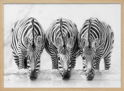 A striking black and white photograph of three zebras standing side by side, their heads lowered in unison to drink from a watering hole. The symmetrical composition highlights the mesmerizing patterns of their stripes against a bright, white background. The image is presented within a silver frame. Print