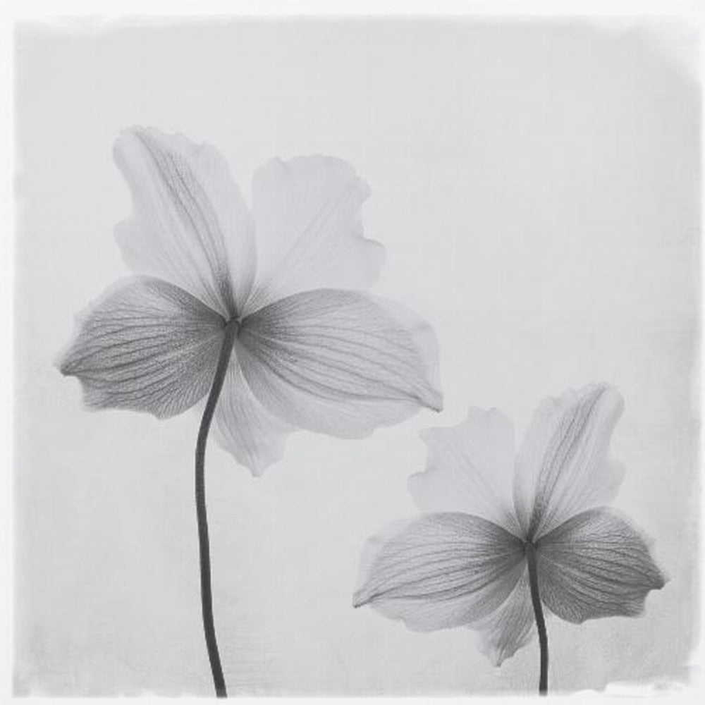 A framed black and white photograph of two translucent flowers seen from behind. Their delicate, paper-like petals are detailed with fine veins against a soft, light gray background. The artwork is enclosed in a simple, light-colored wooden frame. Wall Art