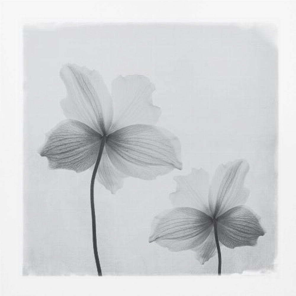 A framed black and white photograph of two translucent flowers seen from behind. Their delicate, paper-like petals are detailed with fine veins against a soft, light gray background. The artwork is enclosed in a simple, light-colored wooden frame. Wall Art
