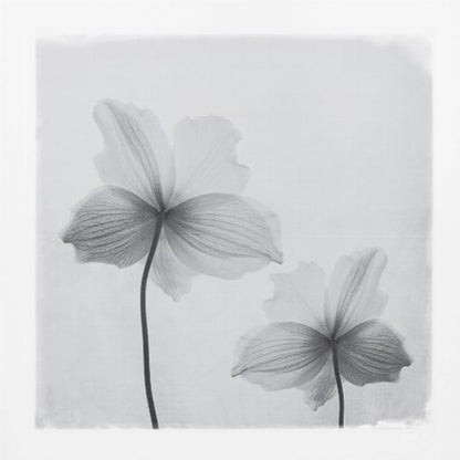 A framed black and white photograph of two translucent flowers seen from behind. Their delicate, paper-like petals are detailed with fine veins against a soft, light gray background. The artwork is enclosed in a simple, light-colored wooden frame. Wall Art